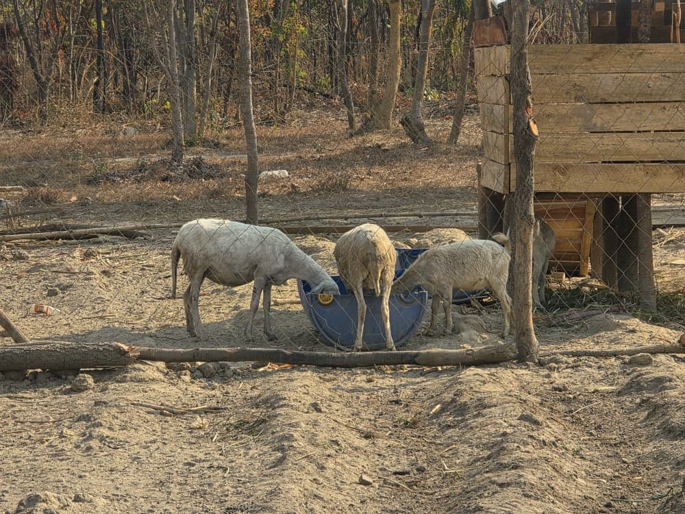 Sheep eating
